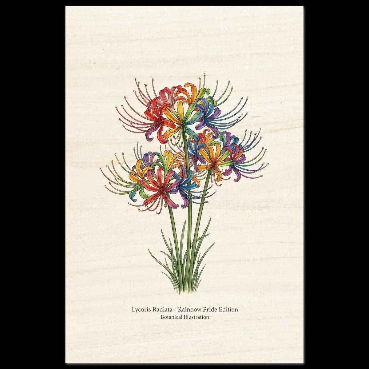 Impression botanique sur bois Lycoris Radiata "Fleur de la Mort", illustration arc-en-ciel Pride
